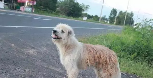 狗狗在公路旁等主人四年,當主人接牠回家那一刻,狗狗卻不跟主人走了