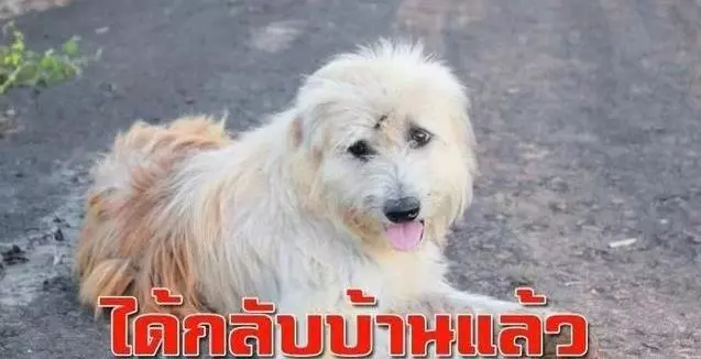狗狗在公路旁等主人四年,當主人接牠回家那一刻,狗狗卻不跟主人走了