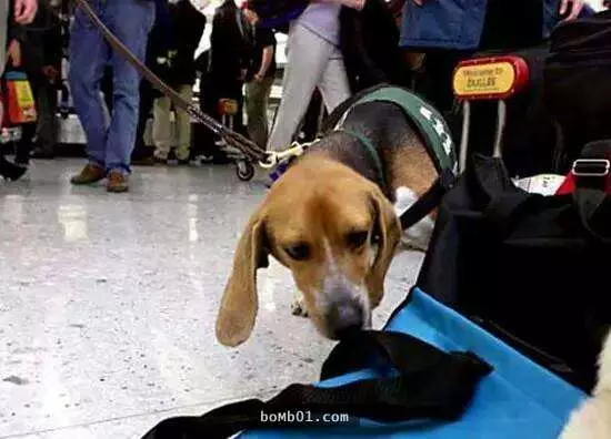 海關警犬發現可疑包裹當場不斷吠叫,現場警察打開驚見「比毒品還可怕」的東西嚇到都不敢碰!