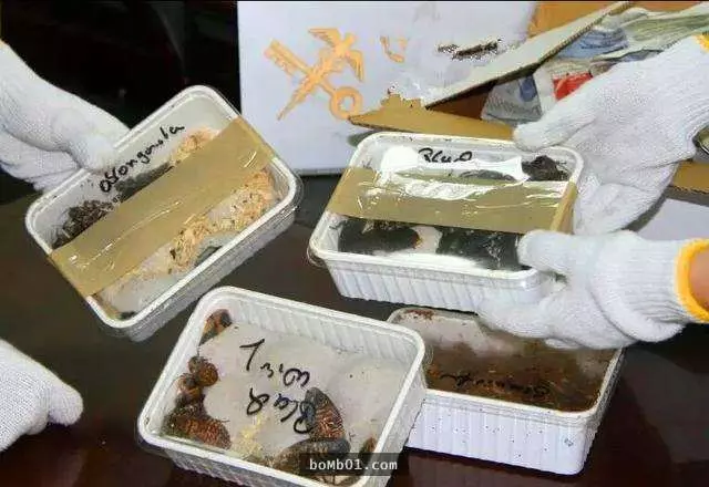 海關警犬發現可疑包裹當場不斷吠叫,現場警察打開驚見「比毒品還可怕」的東西嚇到都不敢碰!