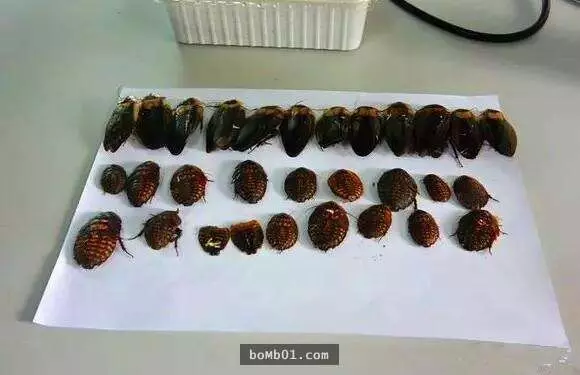 海關警犬發現可疑包裹當場不斷吠叫,現場警察打開驚見「比毒品還可怕」的東西嚇到都不敢碰!