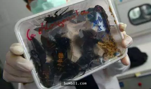 海關警犬發現可疑包裹當場不斷吠叫,現場警察打開驚見「比毒品還可怕」的東西嚇到都不敢碰!