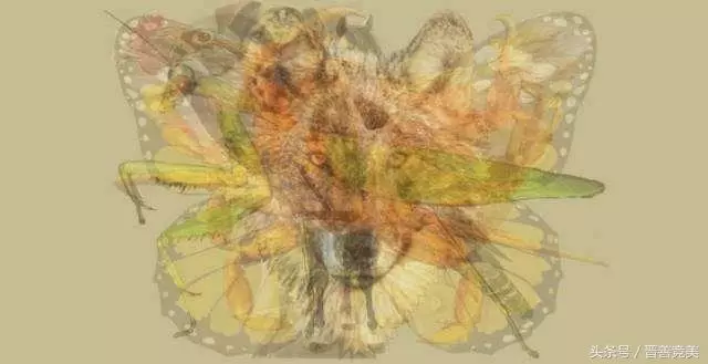 心理測試!你第一眼看到的動物?據說就能測出你是怎樣的人!