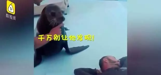 海獅工讀生身份曝光 對飼養員惡作劇還「哈哈哈」大笑離場