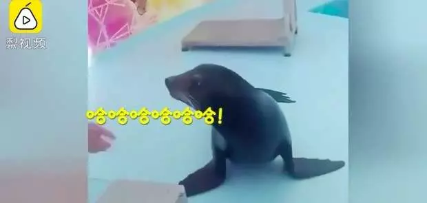 海獅工讀生身份曝光 對飼養員惡作劇還「哈哈哈」大笑離場