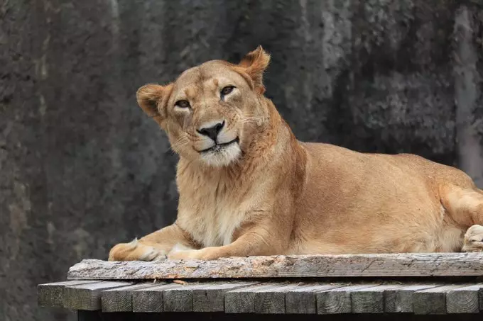 獅界網美是你?母獅眨眼歪頭「淑女笑」 網封:蒙娜麗獅