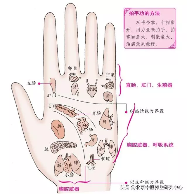 手與人體臟腑的對應位置及身體按摩方向