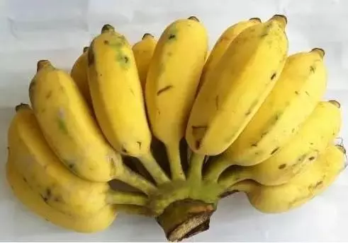 芭蕉雖能降血糖,卻也是升血糖一把手,糖友要儘量避免食用芭蕉,