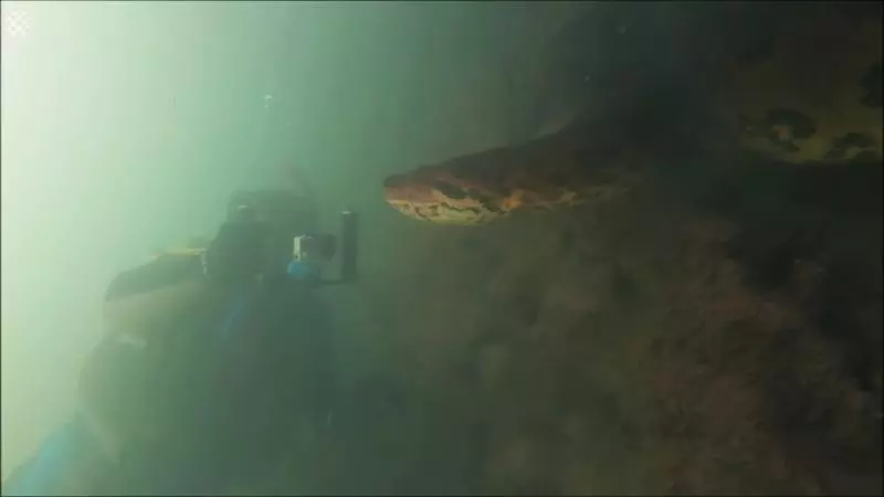 水下拍到「7米長罕見巨獸」 潛水員超興奮:牠還跟我面對面!