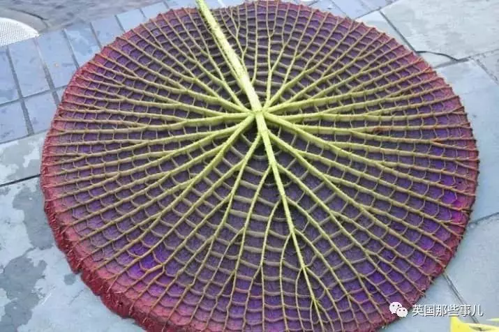 他們收集了全世界最舒爽的照片... 一張張看過去簡直太治癒啊