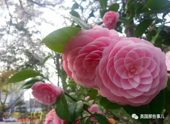 他們收集了全世界最舒爽的照片... 一張張看過去簡直太治癒啊