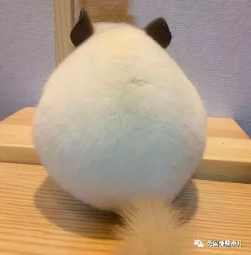 他們收集了全世界最舒爽的照片... 一張張看過去簡直太治癒啊