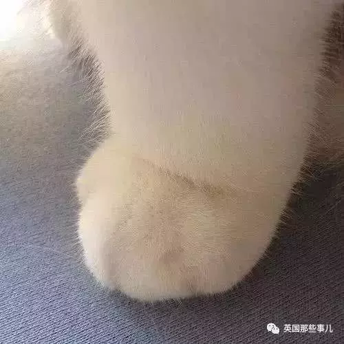他們收集了全世界最舒爽的照片... 一張張看過去簡直太治癒啊