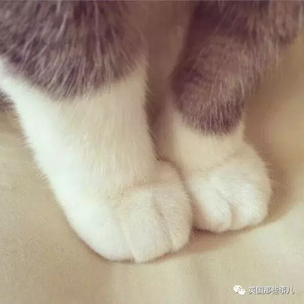 他們收集了全世界最舒爽的照片... 一張張看過去簡直太治癒啊