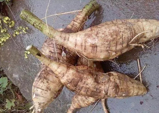 天然血管支架,支起血管,降三高,每天一片,不到5分錢哦