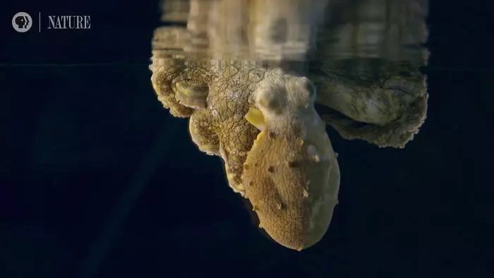 章魚睡覺奇蹟式「不斷變顏色」 科學家驚喜:剛好拍到牠做夢!