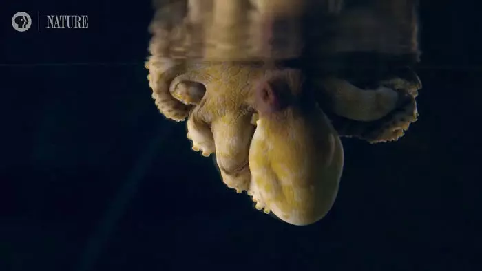 章魚睡覺奇蹟式「不斷變顏色」 科學家驚喜:剛好拍到牠做夢!