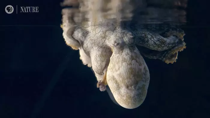章魚睡覺奇蹟式「不斷變顏色」 科學家驚喜:剛好拍到牠做夢!