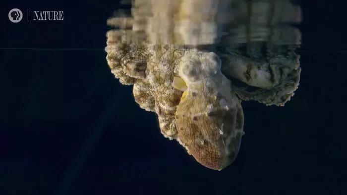 章魚睡覺奇蹟式「不斷變顏色」 科學家驚喜:剛好拍到牠做夢!