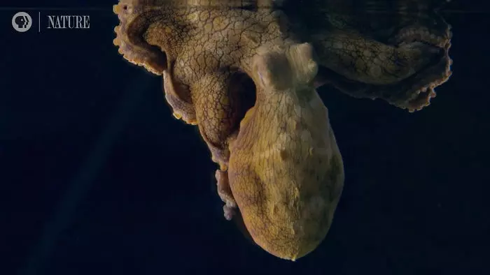 章魚睡覺奇蹟式「不斷變顏色」 科學家驚喜:剛好拍到牠做夢!