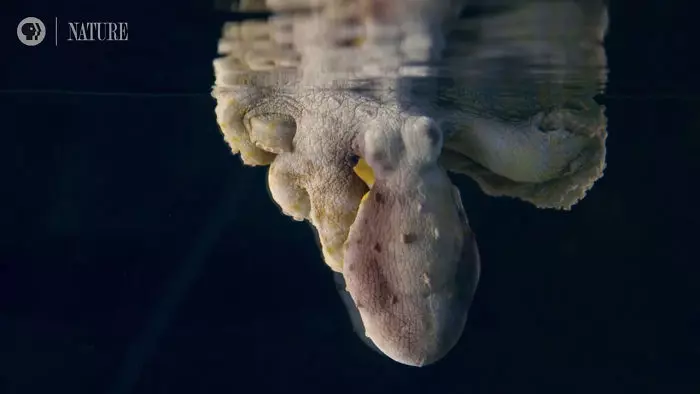 章魚睡覺奇蹟式「不斷變顏色」 科學家驚喜:剛好拍到牠做夢!