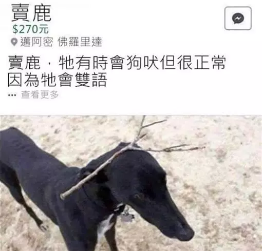 不小心讓GoPro落到水底　「超懂事小白鯨」還乖乖撿回來：對不起餒～