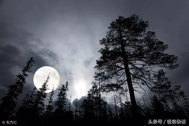 心理測試:假如有4片森林,你覺得哪個最危險?測你有社交障礙嗎