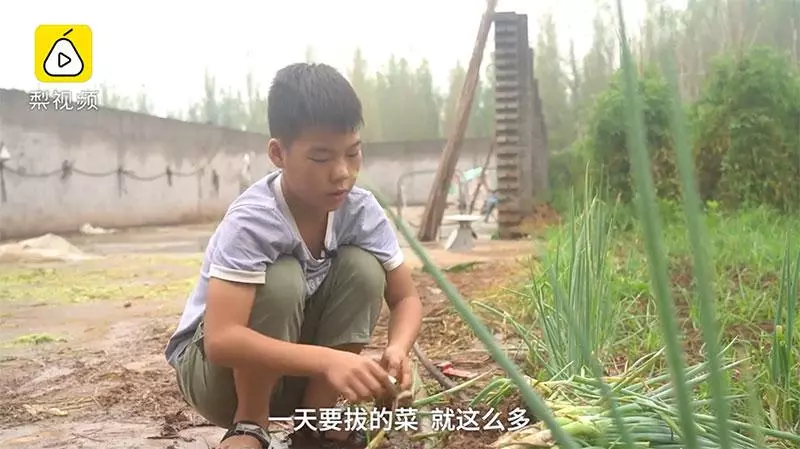 11歲男孩每天上學前擺攤只為「賣菜救弟」!一把菜僅賣RM0.50,全存給弟弟「41萬的醫療費」治病!