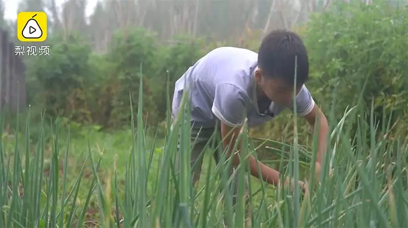 11歲男孩每天上學前擺攤只為「賣菜救弟」!一把菜僅賣RM0.50,全存給弟弟「41萬的醫療費」治病!