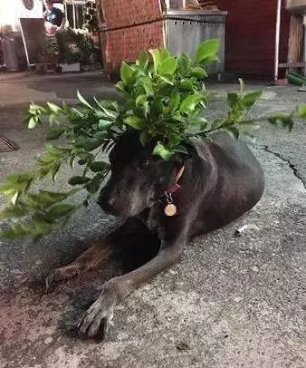 15歲狗狗快要離開世界,它拚命爬上三樓,只為看一眼主人遺照!