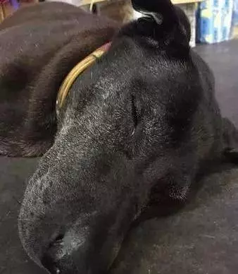 15歲狗狗快要離開世界,它拚命爬上三樓,只為看一眼主人遺照!