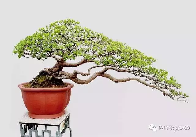 這門「功夫」學不會,養上十年都白費