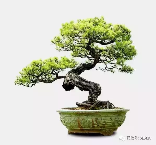 這門「功夫」學不會,養上十年都白費