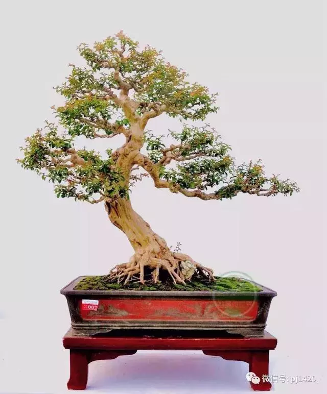 這門「功夫」學不會,養上十年都白費