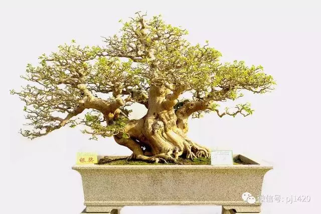 這門「功夫」學不會,養上十年都白費
