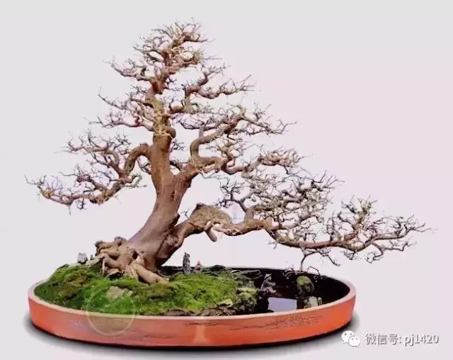 這門「功夫」學不會,養上十年都白費
