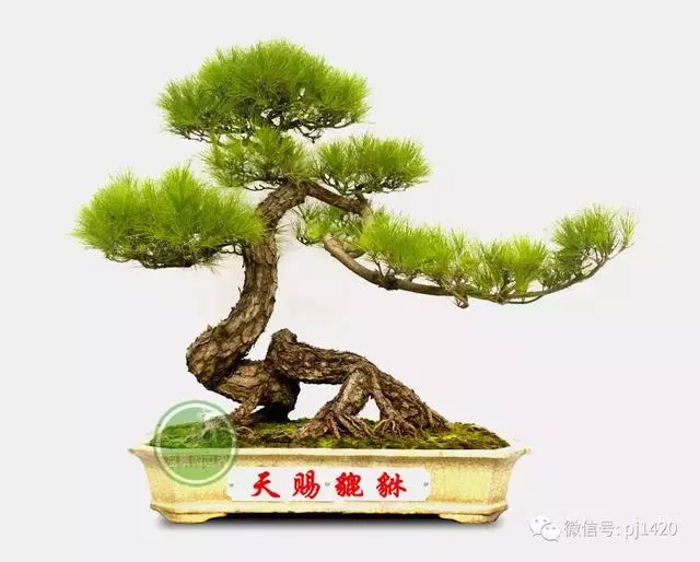 這門「功夫」學不會,養上十年都白費