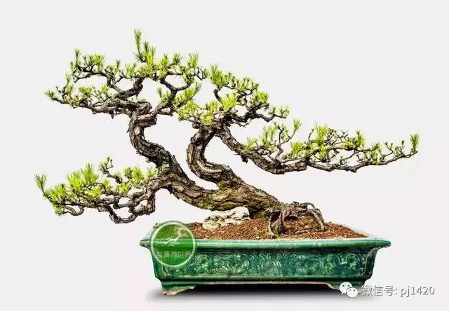 這門「功夫」學不會,養上十年都白費