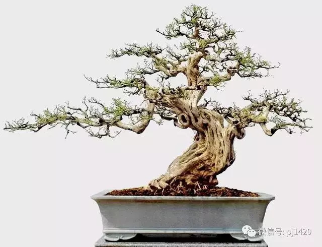 這門「功夫」學不會,養上十年都白費