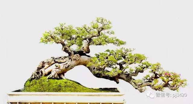 這門「功夫」學不會,養上十年都白費