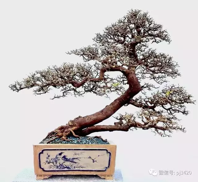 這門「功夫」學不會,養上十年都白費