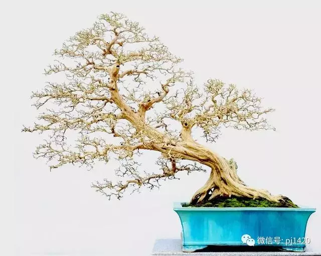 這門「功夫」學不會,養上十年都白費