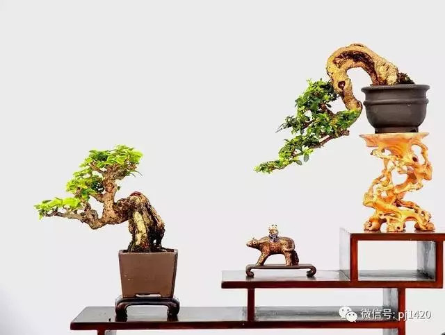這門「功夫」學不會,養上十年都白費