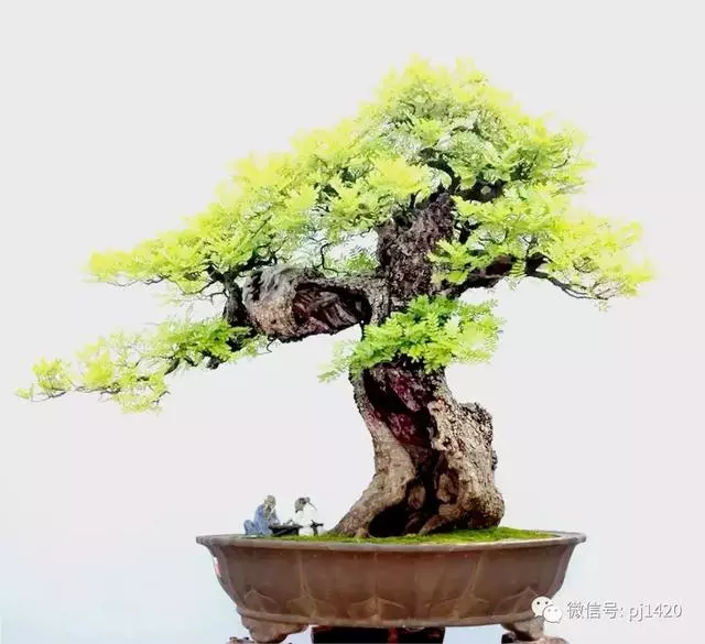 這門「功夫」學不會,養上十年都白費
