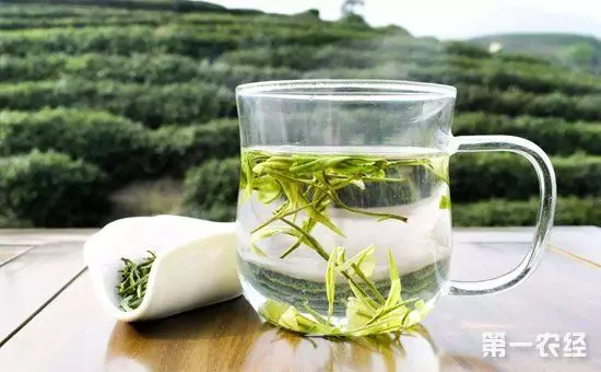 綠茶、紅茶、黑茶、白茶......有啥區別?養生作用差別大嗎?