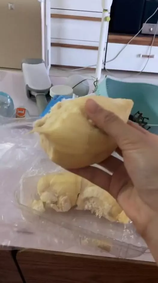 老虎紋自帶王者喵氣! 絕美顏值「孟加拉豹貓」最愛翻肚露滑順毛皮