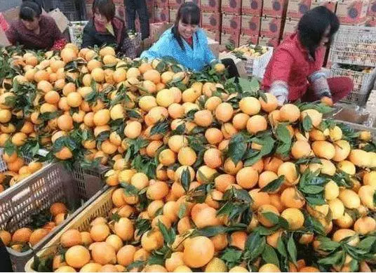 果農酷似林志穎走紅,靠臉賣水果年入百萬,網友:帥都能當飯吃?