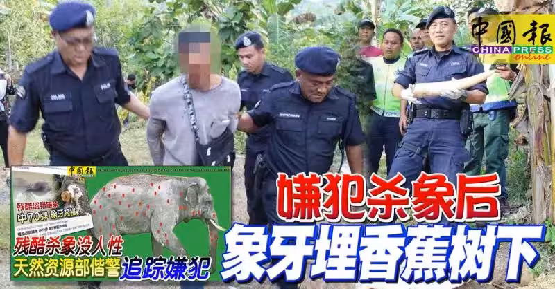 ◤70彈殺雄象◢ 嫌犯殺象後 象牙埋香蕉樹下