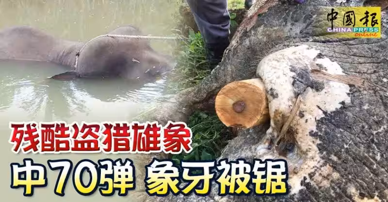 ◤70彈殺雄象◢ 嫌犯殺象後 象牙埋香蕉樹下