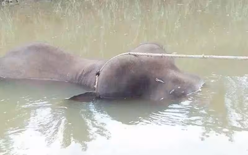 ◤70彈殺雄象◢ 嫌犯殺象後 象牙埋香蕉樹下
